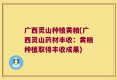 广西灵山种植黄精(广西灵山药材丰收：黄精种植取得丰收成果)