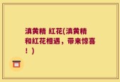 滇黄精 红花(滇黄精和红花相遇，带来惊喜！)