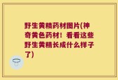 野生黄精药材图片(神奇黄色药材！看看这些野生黄精长成什么样子了)