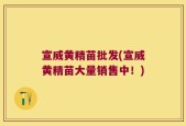 宣威黄精苗批发(宣威黄精苗大量销售中！)