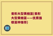 姜形大型黄精苗(姜形大型黄精苗——优质强根苗种推荐)