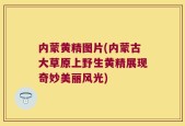 内蒙黄精图片(内蒙古大草原上野生黄精展现奇妙美丽风光)