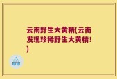 云南野生大黄精(云南发现珍稀野生大黄精！)