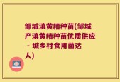 邹城滇黄精种苗(邹城产滇黄精种苗优质供应 - 城乡村食用菌达人)