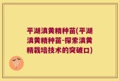 平湖滇黄精种苗(平湖滇黄精种苗-探索滇黄精栽培技术的突破口)