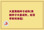 大量黄精种子成熟(黄精种子大量成熟，收获季即将来临)