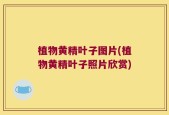 植物黄精叶子图片(植物黄精叶子照片欣赏)
