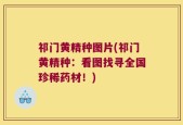 祁门黄精种图片(祁门黄精种：看图找寻全国珍稀药材！)