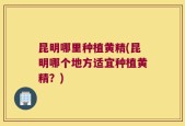昆明哪里种植黄精(昆明哪个地方适宜种植黄精？)
