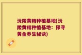 沅陵黄精种植基地(沅陵黄精种植基地：探寻黄金养生秘诀)