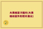 大黄精苗子图片(大黄精幼苗外形照片展示)