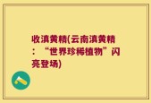 收滇黄精(云南滇黄精：“世界珍稀植物”闪亮登场)