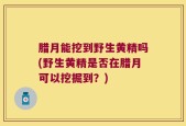 腊月能挖到野生黄精吗(野生黄精是否在腊月可以挖掘到？)