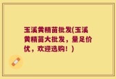 玉溪黄精苗批发(玉溪黄精苗大批发，量足价优，欢迎选购！)
