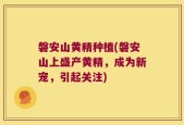 磐安山黄精种植(磐安山上盛产黄精，成为新宠，引起关注)