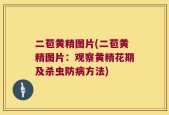 二苞黄精图片(二苞黄精图片：观察黄精花期及杀虫防病方法)