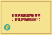 野生黄精能挖嘛(黄精：野生好物还能挖？)