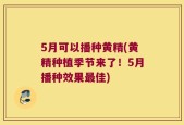 5月可以播种黄精(黄精种植季节来了！5月播种效果最佳)