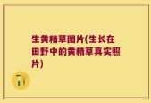 生黄精草图片(生长在田野中的黄精草真实照片)