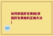 如何移栽野生黄精(移栽野生黄精的正确方法)