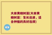 大田黄精树苗(大田黄精树苗：生长迅速，适合种植的良好选择)