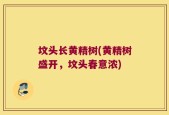 坟头长黄精树(黄精树盛开，坟头春意浓)