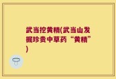 武当挖黄精(武当山发掘珍贵中草药“黄精”)