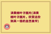 滇黄精叶子图片(滇黄精叶子图片，欣赏这份别具一格的自然美学)