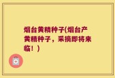 烟台黄精种子(烟台产黄精种子，采摘即将来临！)