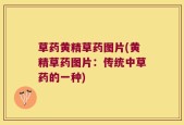 草药黄精草药图片(黄精草药图片：传统中草药的一种)