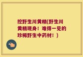 挖野生川黄精(野生川黄精现身！难得一见的珍稀野生中药材！)