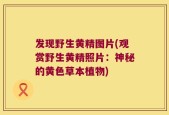 发现野生黄精图片(观赏野生黄精照片：神秘的黄色草本植物)