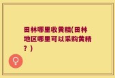 田林哪里收黄精(田林地区哪里可以采购黄精？)