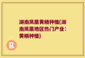 湖南凤凰黄精种植(湖南凤凰地区热门产业：黄精种植)