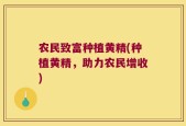 农民致富种植黄精(种植黄精，助力农民增收)