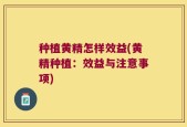 种植黄精怎样效益(黄精种植：效益与注意事项)