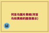 何首乌图片黄精(何首乌和黄精的图像展示)