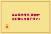 来宾黄精种苗(黄精种苗的栽培及养护技巧)