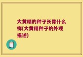 大黄精的种子长像什么样(大黄精种子的外观描述)