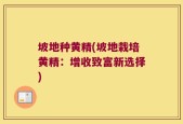 坡地种黄精(坡地栽培黄精：增收致富新选择)