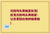 沈阳鸡头黄精苗批发(批发沈阳鸡头黄精苗：让你更轻松地种植黄精)