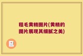 粗毛黄精图片(黄精的图片展现其细腻之美)