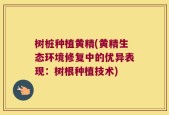 树桩种植黄精(黄精生态环境修复中的优异表现：树根种植技术)