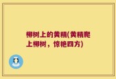 柳树上的黄精(黄精爬上柳树，惊艳四方)