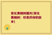 安化黄精树图片(安化黄精树：珍贵药材的故乡)