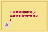 云南黄精种植技术(云南黄精的高效种植技巧)
