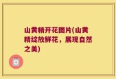 山黄精开花图片(山黄精绽放鲜花，展现自然之美)