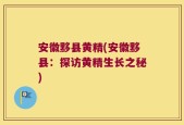 安徽黟县黄精(安徽黟县：探访黄精生长之秘)