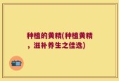 种植的黄精(种植黄精，滋补养生之佳选)