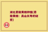 湖北恩施黄精种植(恩施黄精：高山长寿的秘密)